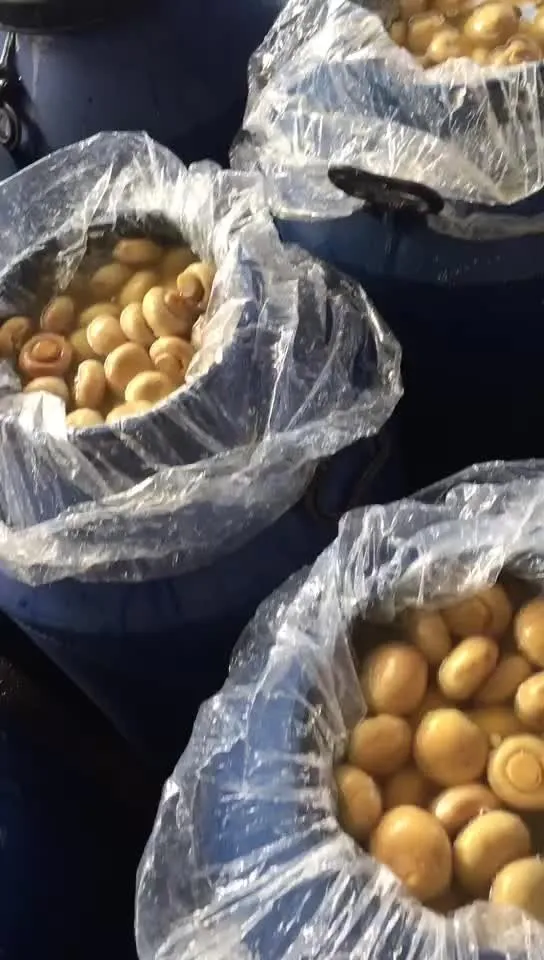 Hot selling factory white mushroom in brine in drums