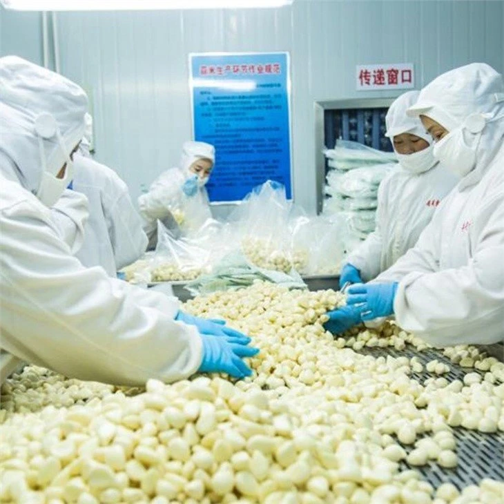 Preserved Peeled normal white garlic in drums